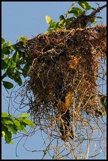 altamira oriole inside nest construction