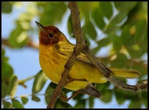 mangrove warbler (yellow subspecies)
